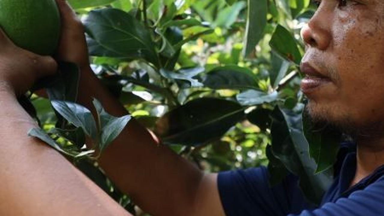 Selain keindahan pariwisata, Desa Kelawi juga memiliki keunggulan dari sisi agrowisata.
