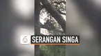 vertical singa
