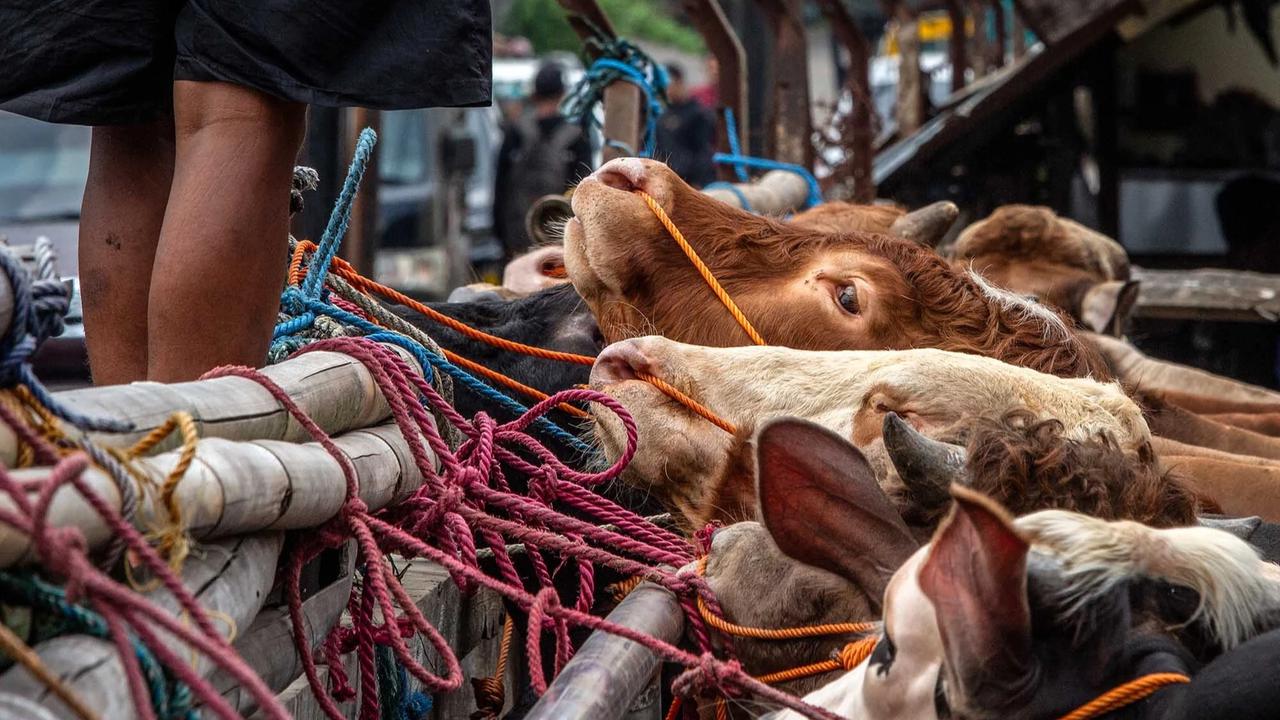 FOTO: Pasar Hewan Ternak Ambarawa Ramai Jelang Idul Adha