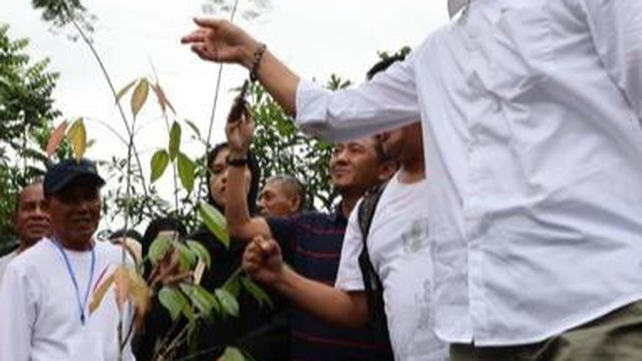 Pohon kepel merupakan penghasil buah kegemaran para putri keraton Jawa.