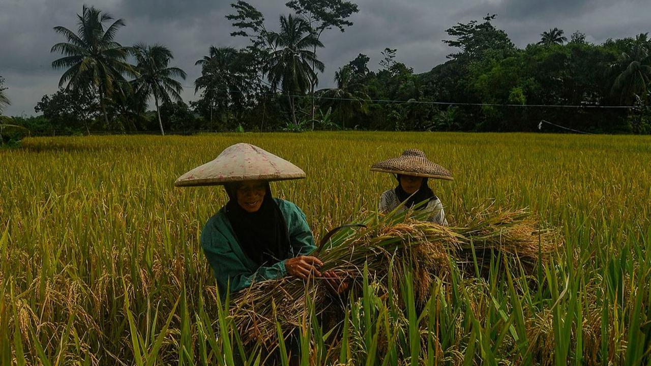 Petani memanen padi jenis Ciherang di Leuweung Kolot, Bogor, Jawa Barat, Rabu (31/1/2024). Aktivitas panen padi saat ini masih terbatas di sejumlah daerah di Indonesia. Kondisi tersebut membuat harga gabah kering panen di tingkat petani menjadi sangat tin