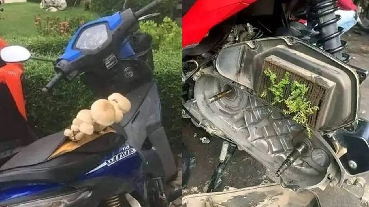 7 Potret Kendaraan Ditumbuhi Tanaman Liar dari Motor Hingga Mobil Ini Heran
