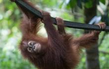 Fakta Menarik Orangutan Haven, Pulau Buatan di Deli Serdang Lokasi Konservasi Satwa Langka