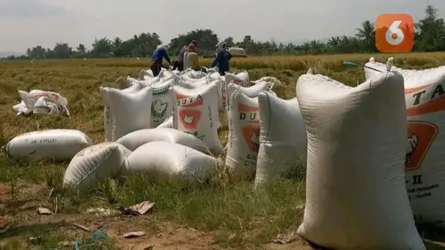 hasil panen di Desa Balinggi, Parigi Moutong