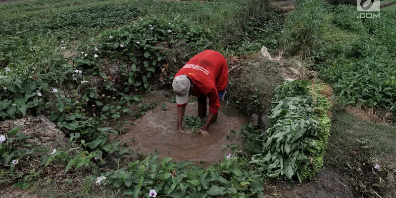 Aktivitas Petani Sayuran di Ibu Kota Melawan Kemarau