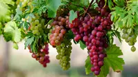 Dalam study jurnal sciene mengungkapkan kandungan resveratrol dalam buah anggur mengaktifkan protein yang mempromosikan kesehatan, umur panjang dan anti penuaan. (Istimewa)