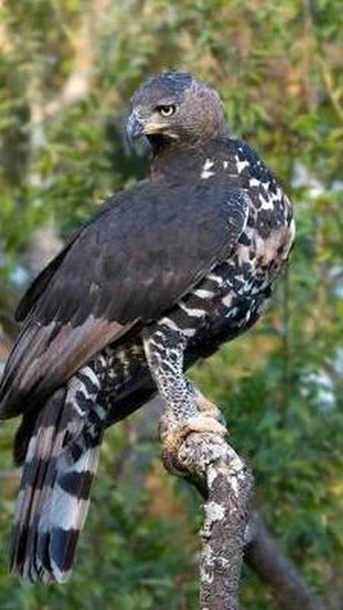 2. Burung Elang Mahkota<br>