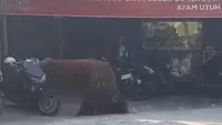 Orang Utan Solo Safari Kabur dari Kandang, Masuk ke Warung Ayam Goreng