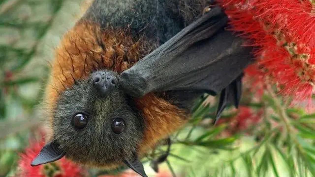 9 Hewan Ini Dipercaya Bisa Terbang di Udara, Ternyata Tak Hanya Burung