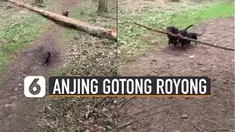 Dua ekor anjing terlihat membawa ranting secara bersamaan dengan mulutnya.