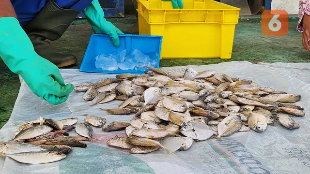 Ikan petek, biasanya diolah jadi ikan asin murah, kini naik kelas sebagai bahan utama susu ikan. (Foto: Ade Nasihudin Al Ansori/Liputan6.com)