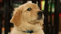 5 Reasons Why Golden Retriever is Not the Right Dog for You