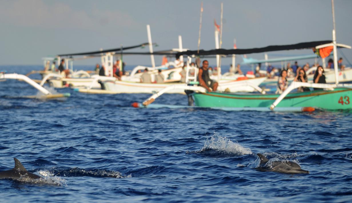 FOTO: Menyapa Lumba-Lumba Liar di Pantai Lovina Bali ...