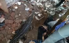Detik-Detik Menegangkan Evakuasi Buaya Muara Dua Meter di Surabaya