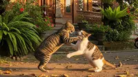 7 Cara Mencegah Kucing Tetangga Berantem di Depan Rumah, Efektif dan Aman