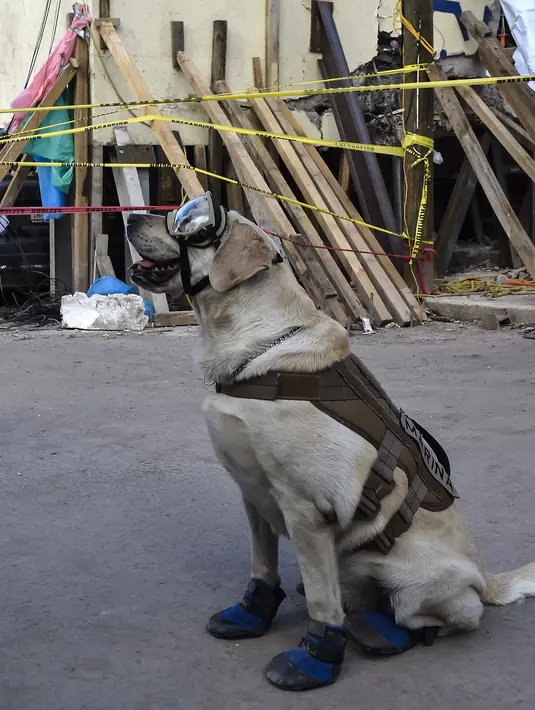 Seekor anjing penyelamat milik Angkatan Laut Meksiko, Frida saat mencari korban yang tertimbun reruntuhan bangunan pasca-gempa 7,1 Skala Ritcher (SR) yang menghantam Meksiko di sekolah Rebsamen di Mexico City (22/9). (AFP Photo/Omar Torres)