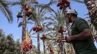Seorang petani menarik tali saat menurunkan buah kurma dari pohonnya selama panen tahunan di Deir al-Balah di Jalur Gaza tengah (24/9/2019). Warga Palestina yang tinggal di Deir al-Balah tengah sibuk dengan hasil panen kurmanya yang melimpah. (AFP Photo/Said Khatib)