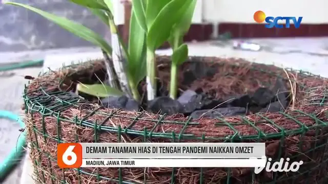 VIDEO: Limbah Sabut Kelapa Melimpah, Warga Madiun Sulap Jadi Pot Bunga