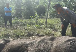 Kapolda Riau Irjen Herry Heryawan turun langsung ke kawasan Taman Nasional Tesso Nilo (TNTN), Kamis (26/2/2026), menyusul penemuan bangkai seekor anak gajah liar di Resort Lancang Kuning, Seksi PTN Wilayah I (Istimewa)