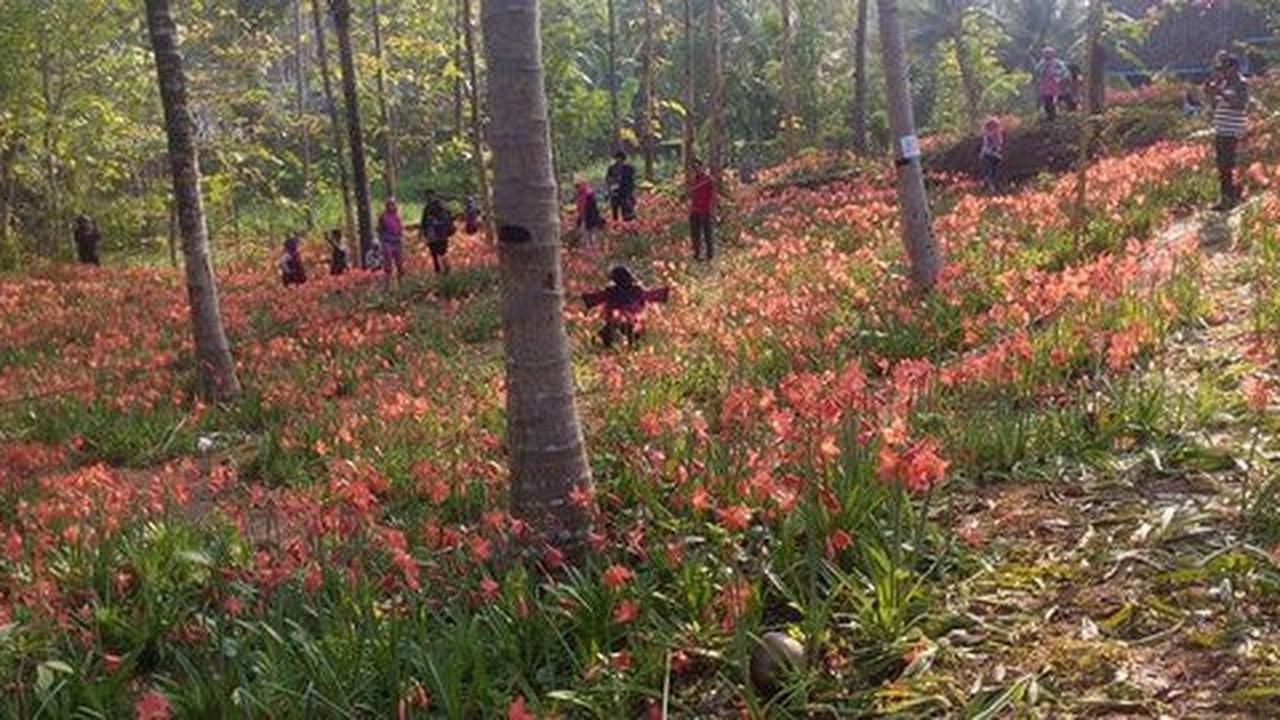 Sehari, kebun bunga Amarilis raup untung Rp 5 juta dari pengunjung