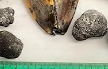 Heboh Penemuan Fosil Gigi Megalodon 10.000 Kaki di Bawah Laut