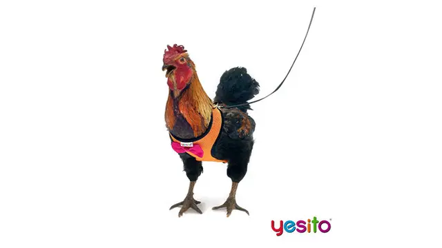Perusahaan Ini Jual Barang Nyeleneh Untuk Ayam Alasannya Bikin Tepuk Jidat