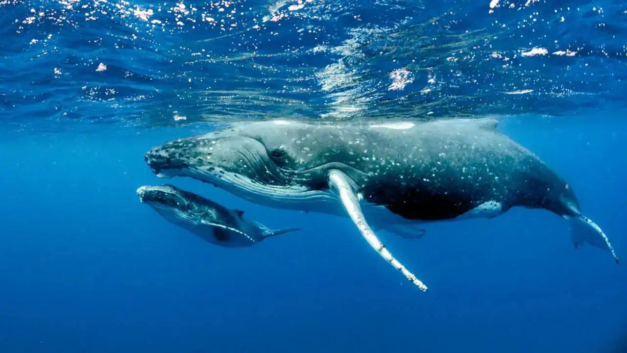 Blue Whales Silent: Caused by Food Crisis and Noise Pollution?
