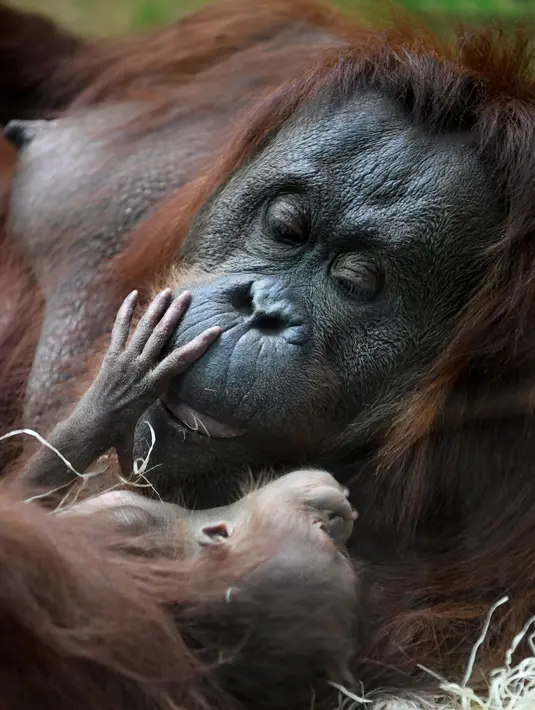 Salah satu induk orangutan Kalimantan, Theodora, menggendong bayinya yang baru lahir di kebun binatang Jardin des Plantes, Paris, Rabu (24/10). Orangutan masuk dalam kriteria Endangered species atau yang terancam punah. (Eric FEFERBERG/AFP)