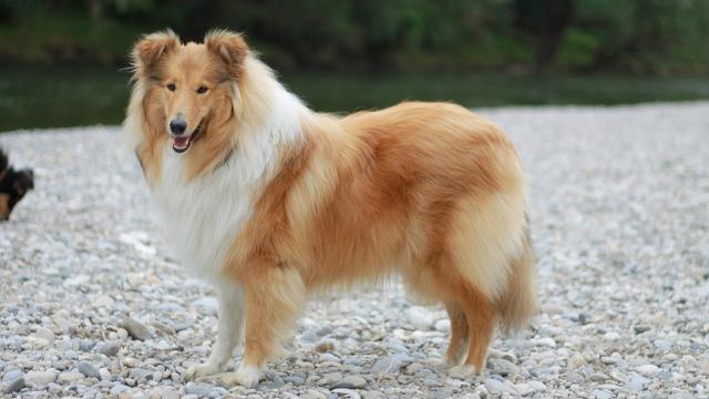 Collie