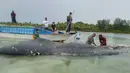 Foto tak bertanggal, peneliti mengumpulkan sampel bangkai paus sperma di perairan Wakatobi, Sulawesi Tenggara. Paus dengan panjang 9,5 meter itu ditemukan dalam kondisi sudah mati dan mulai membusuk. (Muhammad Irpan Sejati Tassakka, AKKP Wakatobi via AP)