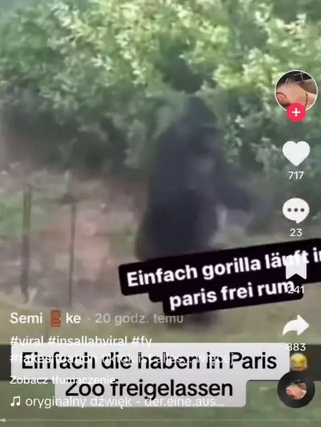 Momen Hewan Berkeliaran di Tengah Kota, Ngeri Seperti Film Jumanji
