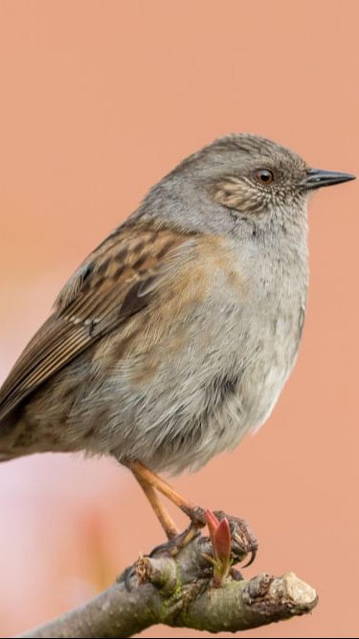 1. Burung Dunnock<br>
