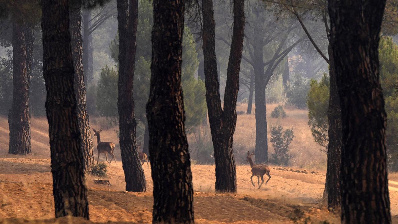 Spanyol Percepat Upaya Padamkan Kebakaran Hutan