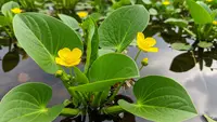 Cara Menanam Genjer di Wadah Ember Atau Pot, Solusi Praktis Lahan Sempit