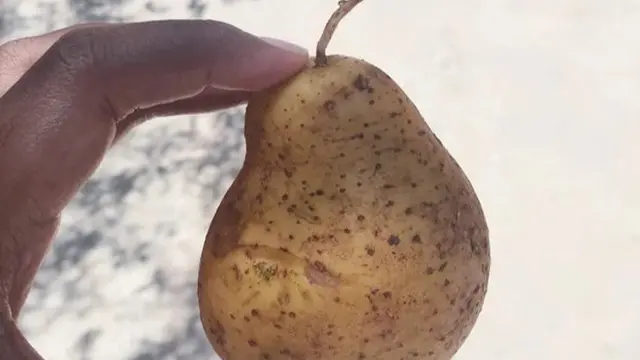 Kentang mirip buah pir