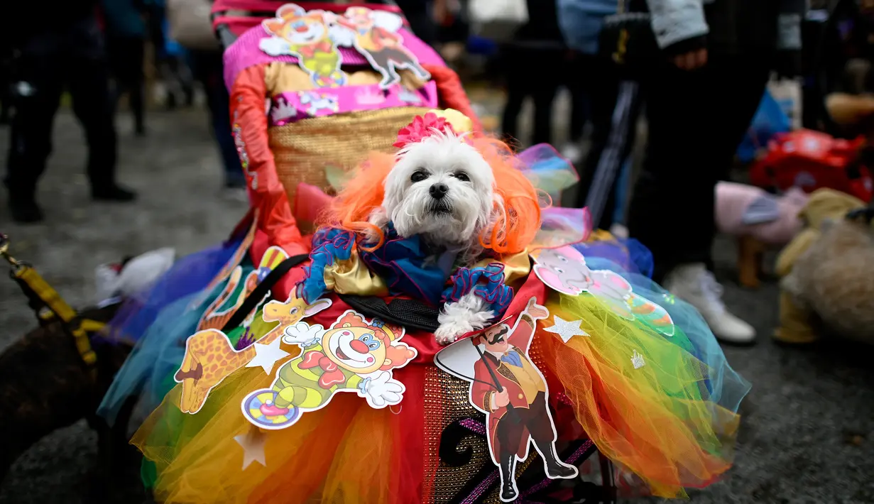 Seekor anjing mengenakan kostum warna-warni saat menghadiri Tompkins Square Halloween Dog Parade di Manhattan, New York City, Amerika Serikat, Minggu (20/10/2019). (Johannes EISELE/AFP)