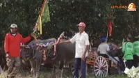 [VIDEO] Makepung, Kerbau Petarung Lelaki Jembrana