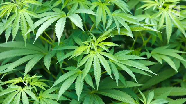 Ganja atau Mariyuana