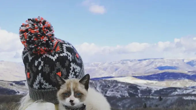 [Bintang] 10 Potret Bukti Kalau Kucing Asyik Dijadikan Teman Traveling