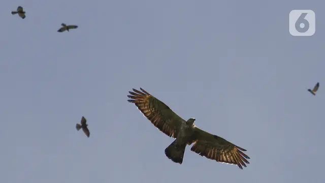 Mengamati Migrasi Burung Pemangsa di Kawasan Puncak Bogor