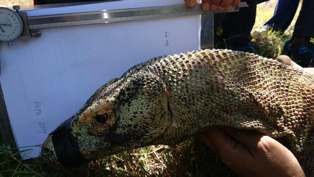 10100+ Gambar Ilustrasi Hewan Komodo HD Terbaik
