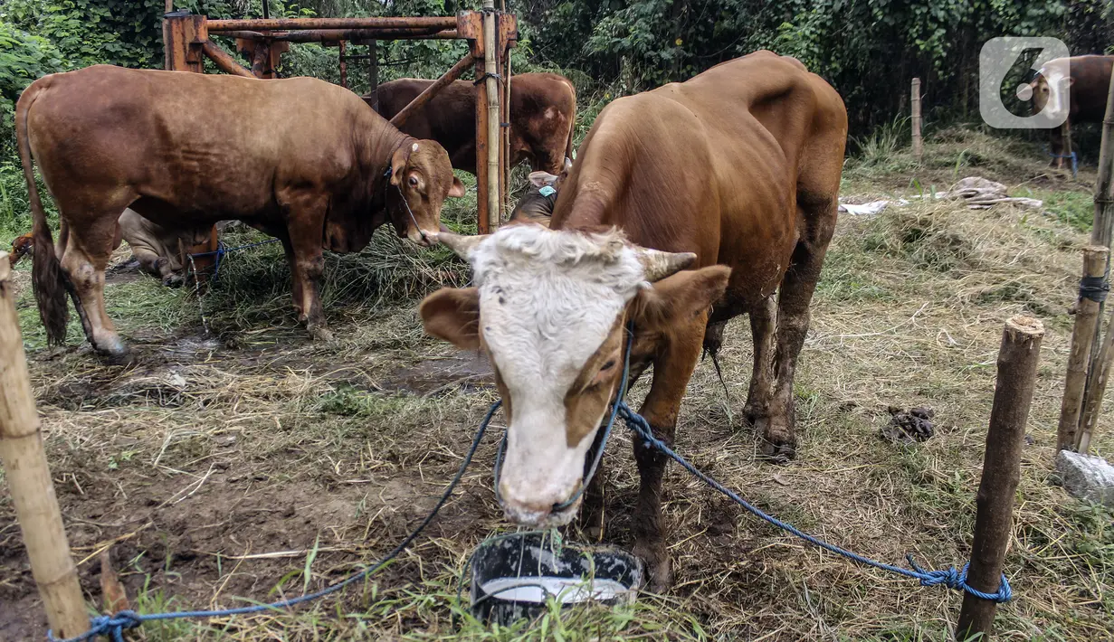 <p>Sejumlah hewan kurban yang dijual sedang memakan makanan di Cipulir, Jakarta, Selasa (28/6/2022). Menjelang Hari Raya Idul Adha, penjualan hewan kurban seperti sapi, kerbau, dan kambing kembali bergeliat meski sedang mewabah virus penyakit mulut dan kuku (PMK). (Liputan6.com/Johan Tallo)</p>