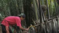 Penderes nira nipah di Ujungmanik, Kawunganten, Cilacap. (Foto: Liputan6.com/Muhamad Ridlo).