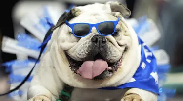 Lola, milik Kate Hansen menunggu untuk dinilai dalam kontes "Drake Relays Beautiful Bulldog" tahunan di Des Moines, Iowa, 25 April 2022. Kontes ini dimulai dari perayaan Drake Relays di Universitas Drake di mana seekor bulldog adalah maskotnya. (AP Photo/Charlie Neibergall)