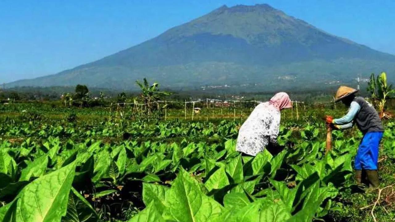 Banyak Tantangan Industri Tembakau, Ribuan Petani Khawatir Kehilangan Mata Pencarian