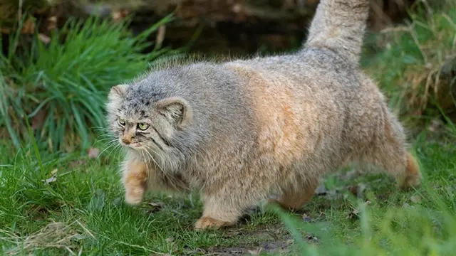 7 Jenis Kucing Paling Langka di Dunia