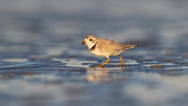 Ilustrasi burung plovers. (Unsplash/BoukeAtema)