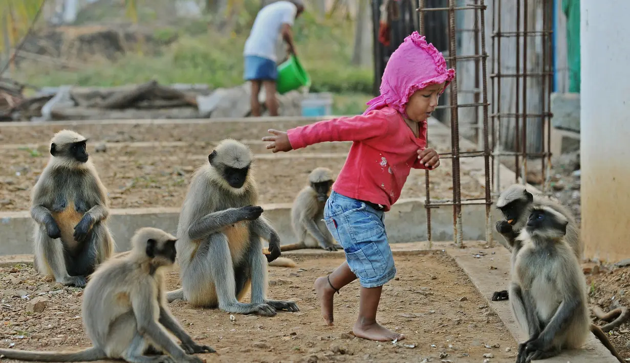 Samarth Bangari (2) bermain dengan temannya yang merupakan kumpulan monyet di rumahnya di Allapur, India, 8 Desember 2017. Bahkan saat Bangari tidur, monyet-monyet tersebut yang pertama kali membangunkanya. (Manjunath KIRAN/AFP)