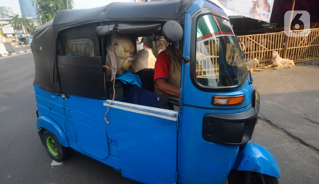 Sebuah Bajaj mengangkut kambing kurban yang dibeli untuk diantarkan kepada konsumen di kawasan Tanah Abang, Jakarta Pusat, Minggu (16/6/2024). (merdeka.com/Arie Basuki)