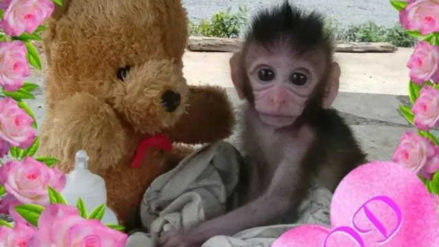 [Bintang] Video Ini Merekam Momen Luar Biasa Saat Seorang Wanita Menyelamatkan Bayi Monyet dari Perut Ibunya yang Mati